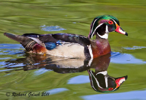 Wood Duck Drake in waters of Colorado.www.wildbluepixels.com by Richard Goluch 